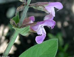 Image result for Salvia officinalis