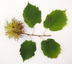 Attēlu rezultāti vaicājumam “Corylus colurna”