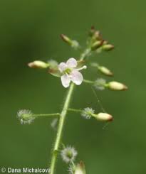 Attēlu rezultāti vaicājumam “Circaea lutetiana fruit”