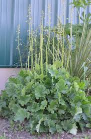 Image result for Chelon richardsonii