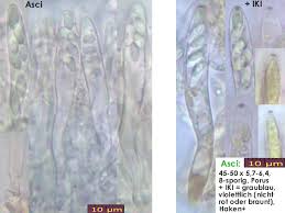 Attēlu rezultāti vaicājumam “Hyphodiscus hymeniophilus”