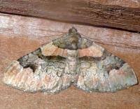 Attēlu rezultāti vaicājumam “Catarhoe rubidata”