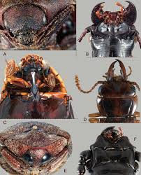 Attēlu rezultāti vaicājumam “Byrrhidae”