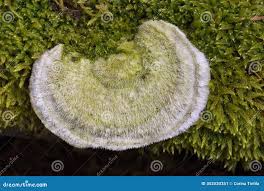 Attēlu rezultāti vaicājumam “Trametes hirsuta”