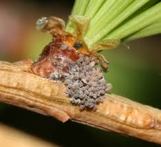 Attēlu rezultāti vaicājumam “Adelges laricis”