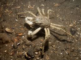 Image result for Hyas araneus