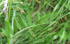 Attēlu rezultāti vaicājumam “Vicia cracca leaf”