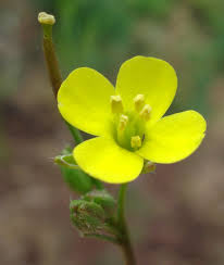 Attēlu rezultāti vaicājumam “Diplotaxis tenuifolia bud”