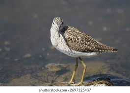 Attēlu rezultāti vaicājumam “Tringa glareola adult”