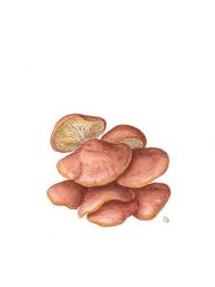 Attēlu rezultāti vaicājumam “Lentinellus ursinus”