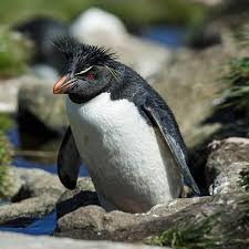 Image result for penguin