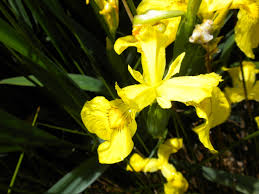 Attēlu rezultāti vaicājumam “Iris pseudacorus flower”