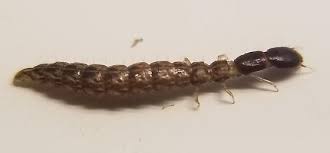 Attēlu rezultāti vaicājumam “Raphidia larva”