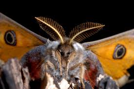 Attēlu rezultāti vaicājumam “Saturnia pavonia”