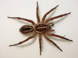 Image result for spider