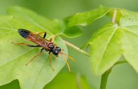 Attēlu rezultāti vaicājumam “Tenthredo campestris female”
