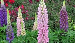 Image result for Lupinus polyphyllus Lindl.