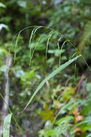 Attēlu rezultāti vaicājumam “Cinna latifolia leaf”