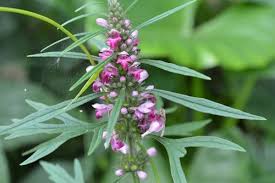 Attēlu rezultāti vaicājumam “Leonurus quinquelobatus”