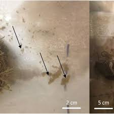 Image result for Vazella pourtalesii