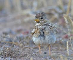 Image result for Calandrella rufescens