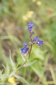 Attēlu rezultāti vaicājumam “Anchusa arvensis leaf”