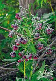 Attēlu rezultāti vaicājumam “Cynoglossum officinale fruit”