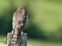Attēlu rezultāti vaicājumam “Accipiter nisus male”