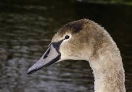 Attēlu rezultāti vaicājumam “Cygnus olor juvenile”