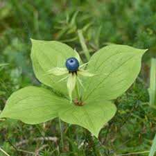 Attēlu rezultāti vaicājumam “Paris quadrifolia leaf”