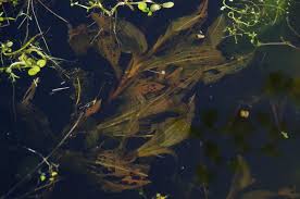 Attēlu rezultāti vaicājumam “Potamogeton lucens”