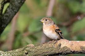 Attēlu rezultāti vaicājumam “Fringilla montifringilla female”