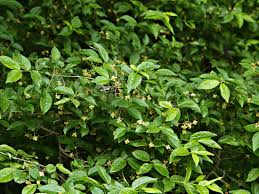 Attēlu rezultāti vaicājumam “Euonymus verrucosus”
