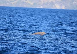 Image result for Ziphius cavirostris