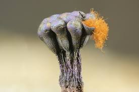 Attēlu rezultāti vaicājumam “Metatrichia vesparia”