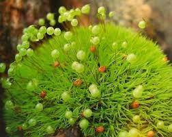 Attēlu rezultāti vaicājumam “Bartramia pomiformis sporophyte”