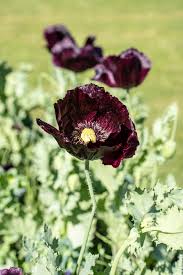 Attēlu rezultāti vaicājumam “Papaver somniferum flower”