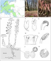 Attēlu rezultāti vaicājumam “Lathraea squamaria bud”
