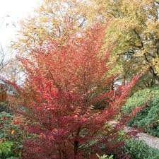 Attēlu rezultāti vaicājumam “Acer tataricum subsp. ginnala leaf”