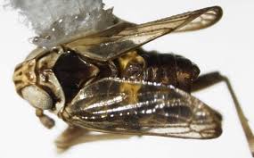 Attēlu rezultāti vaicājumam “Javesella pellucida”