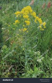 Attēlu rezultāti vaicājumam “Isatis tinctoria”