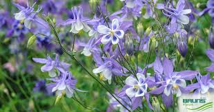 Image result for Aquilegia caerulea
