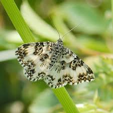 Attēlu rezultāti vaicājumam “Epirrhoe tristata imago”