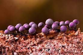 Attēlu rezultāti vaicājumam “Lamproderma violaceum”