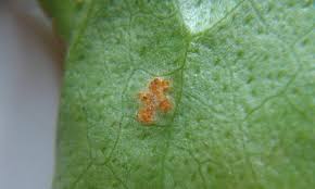 Attēlu rezultāti vaicājumam “Puccinia sessilis”