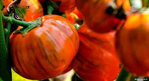 Afbeeldingsresultaat voor melanzana prosperosa eggplant