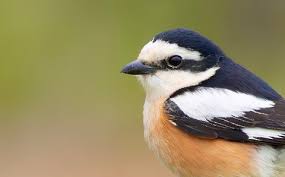 Image result for Lanius nubicus