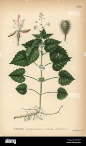 Attēlu rezultāti vaicājumam “Circaea alpina”