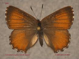 Attēlu rezultāti vaicājumam “Lycaeniinae”