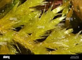 Attēlu rezultāti vaicājumam “Brachythecium salebrosum”